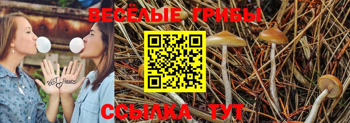 Галлюциногенные грибы Cubensis  купить наркоту  Гатчина  Псилоцибиновые грибы Psilocybe  Вход с VPN 